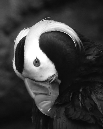 Tufted Puffin