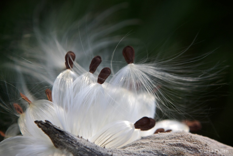 Milkweed Angels