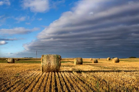 The Photo Contest 2nd Place Winner - Golden Haybales