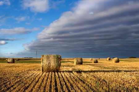 Golden Haybales