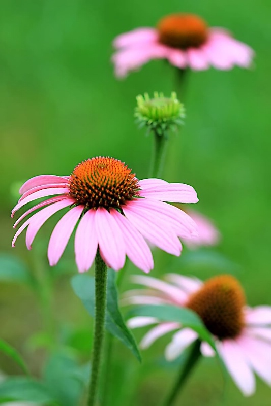 Summer Beauties