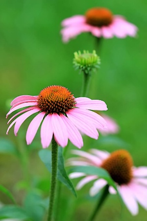 Summer Beauties