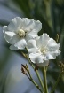 Oleanders