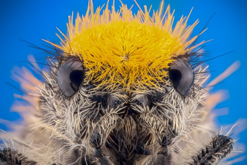 Velvet Ant