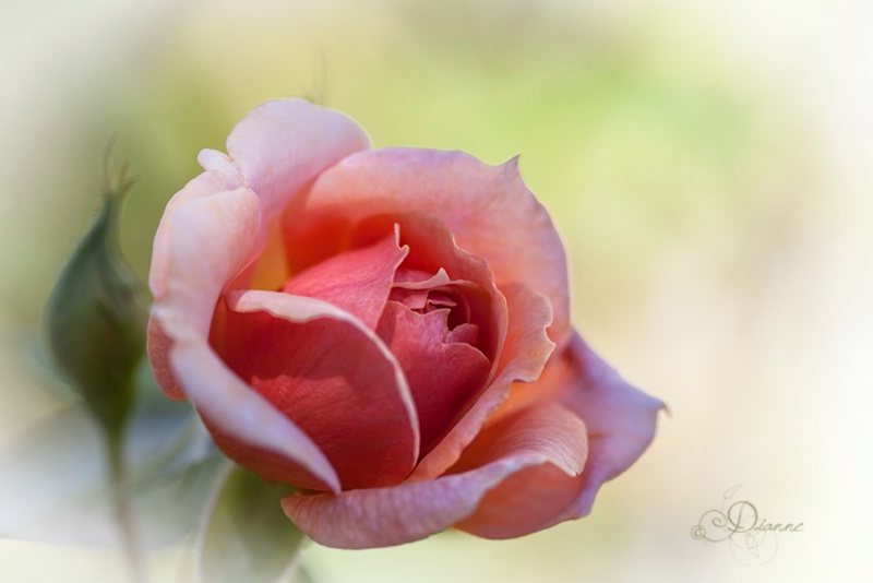 Fall Bloom