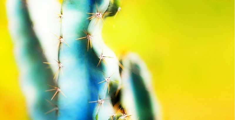 Cactus Pricks