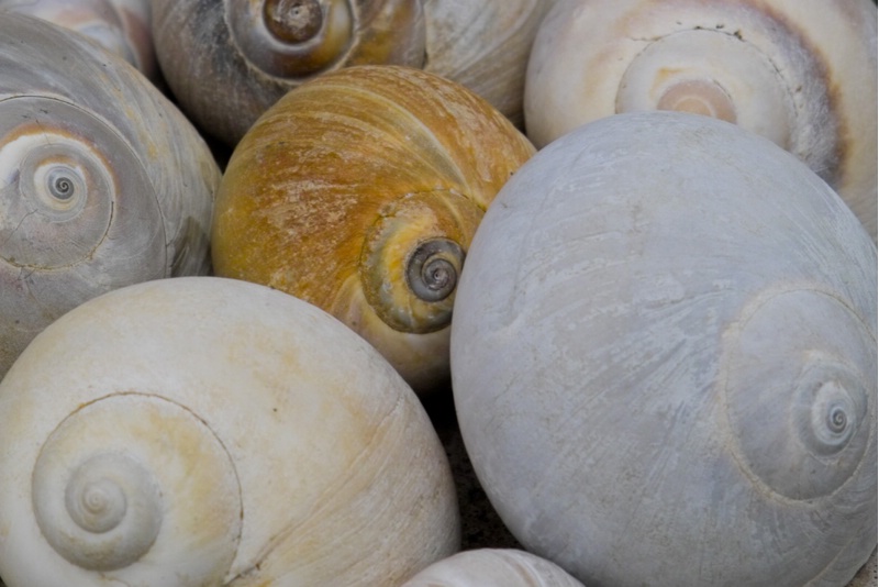 Nantucket Shells [Before]