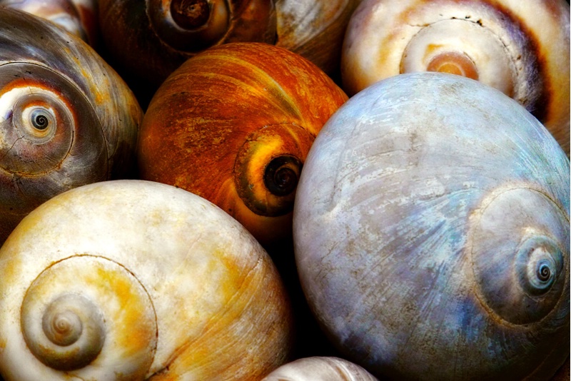 Nantucket Shells