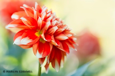 A Dahlia A Day