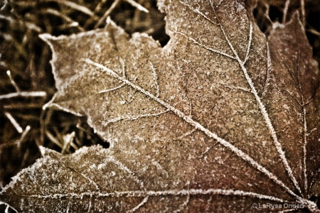 First Frost