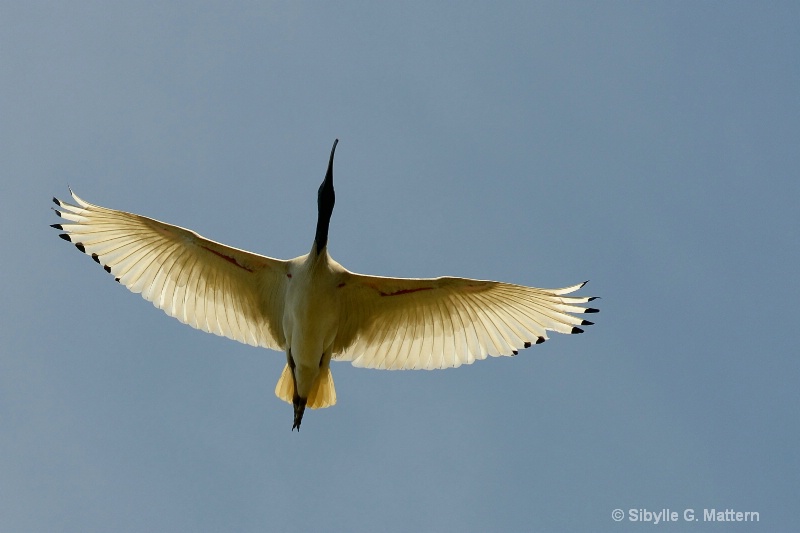 Egyptian sacred ibis in flight - ID: 14130768 © Sibylle G. Mattern