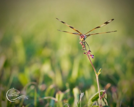 Backyard Dragonfly