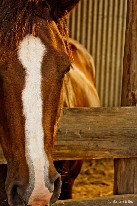 Profile of a Horse
