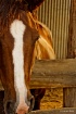 Profile of a Hors...