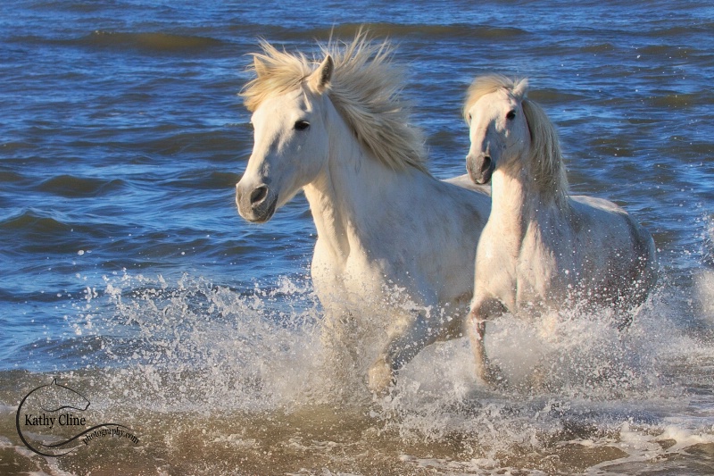 Enjoying the Sea