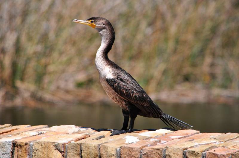  Young Cormorant