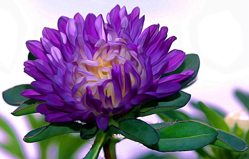 Purple Dahlia
