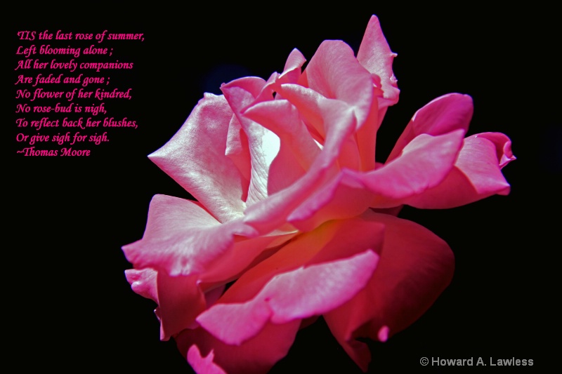 the last rose of summer with poem lr