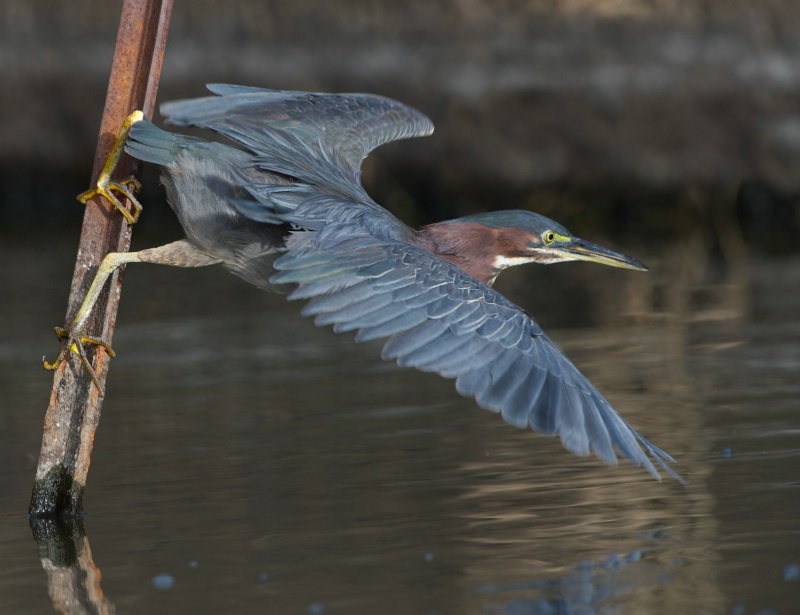 Green Heron Fishing from Pole