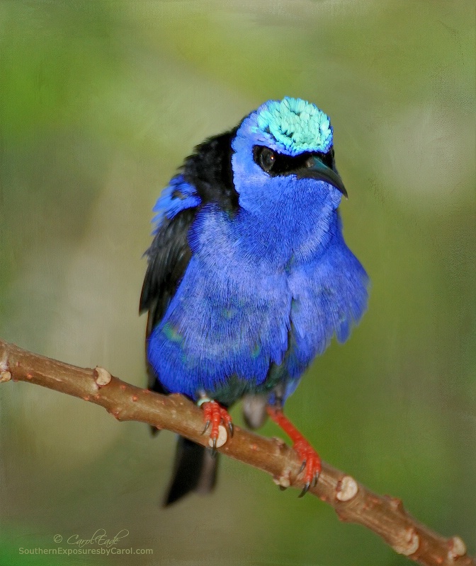 Little Honeycreeper - ID: 14134934 © Carol Eade