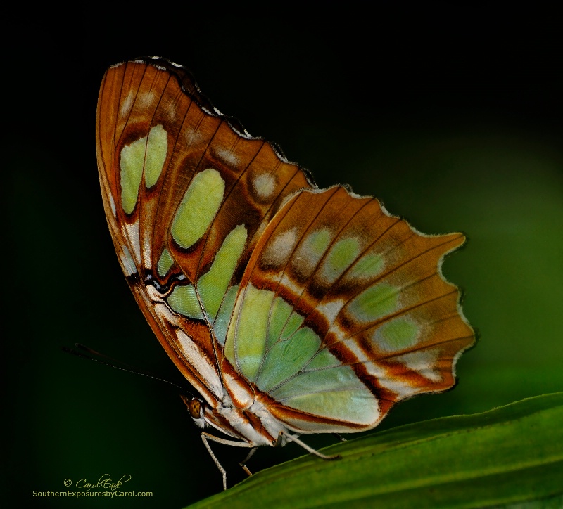 Malachite Butterfly - ID: 14134936 © Carol Eade