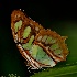 2Malachite Butterfly - ID: 14134936 © Carol Eade