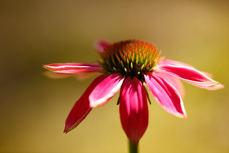 Grandma's Flower