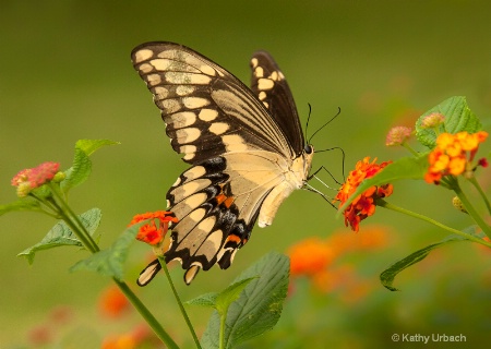 Giant Swallowtail Butterfly