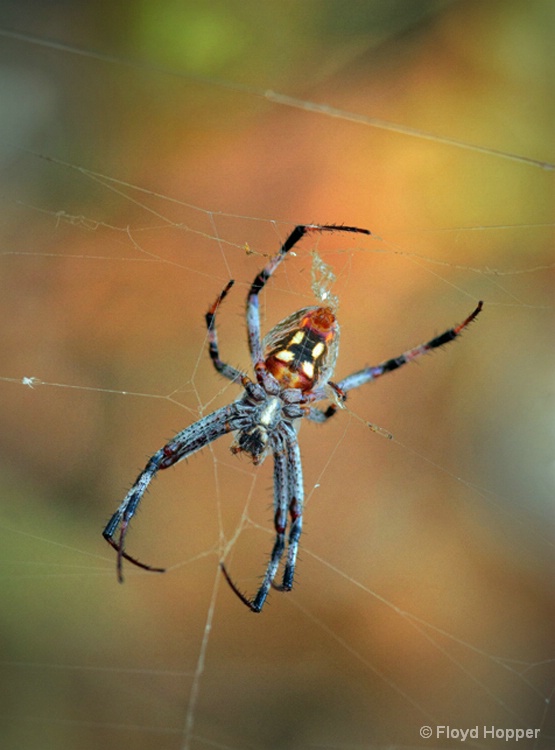 Golden Orb Weaver Spider