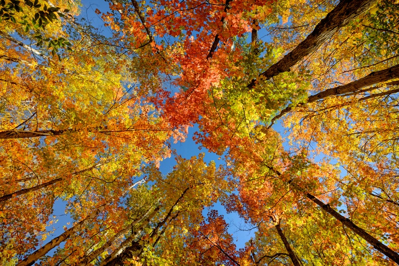 Underneath the Canopy