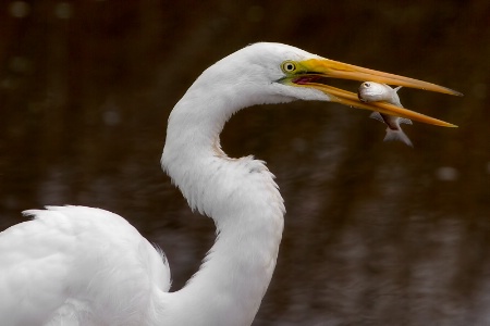 Egret Catch