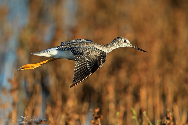 Greater Yellowlegs in Afternoon Light - ID: 14136900 © Leslie J. Morris