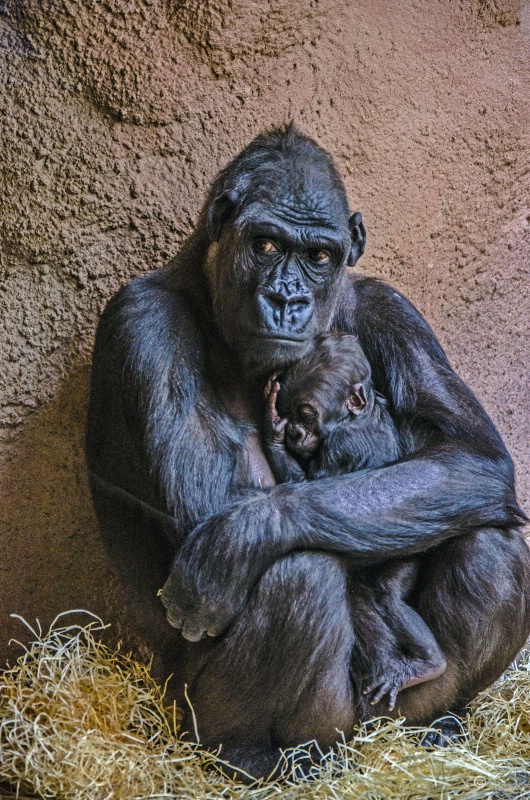 Gorilla with new born