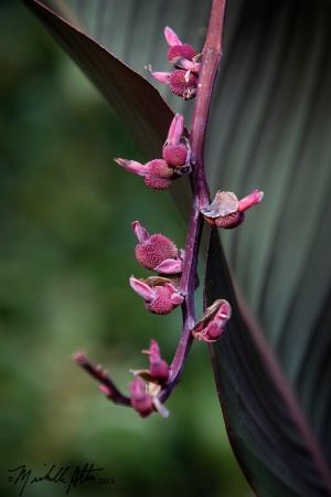 The forming Canna Seed Pods