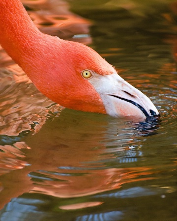Flamingo Ripples