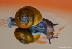 Slow Motion