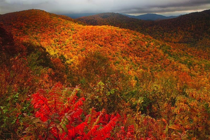 Mountain Sumac