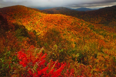 Mountain Sumac