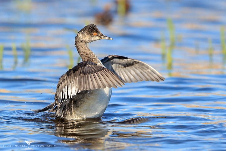 Eared Grebe - ID: 14138855 © Leslie J. Morris