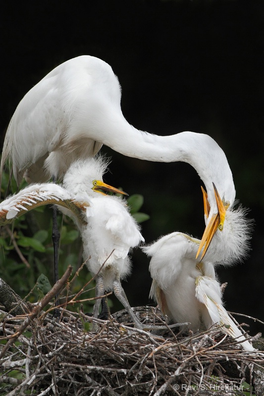 Great Egret feeding chicks, SAAF, FL