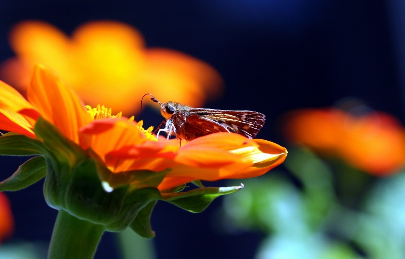 Mexican Sunflower Visitor
