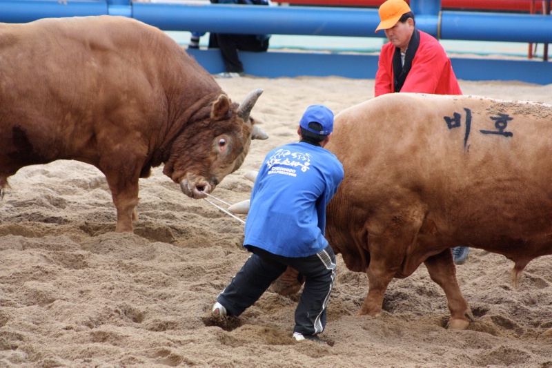 bullfight2