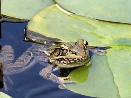 Leopard Frog in the Pond