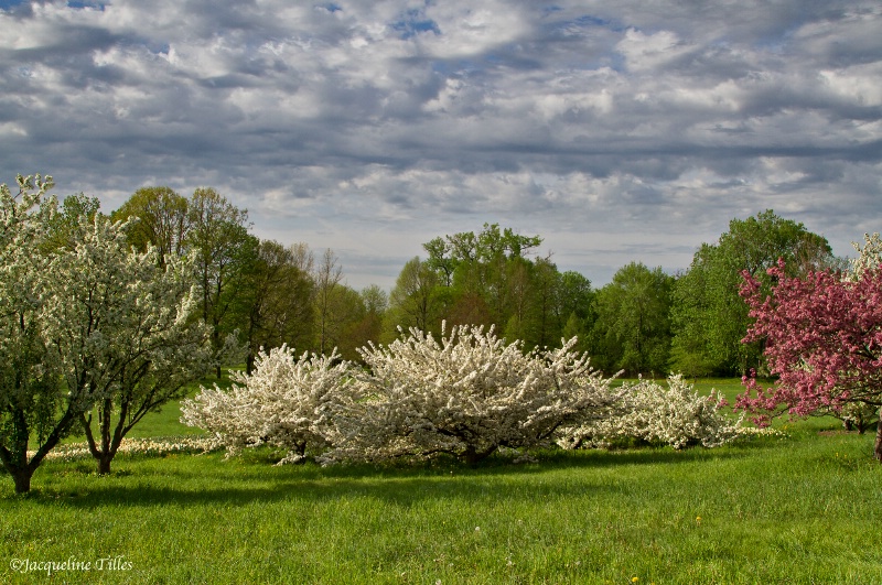 Spring Clouds and Crabapple Trees - ID: 14139939 © Jacqueline A. Tilles