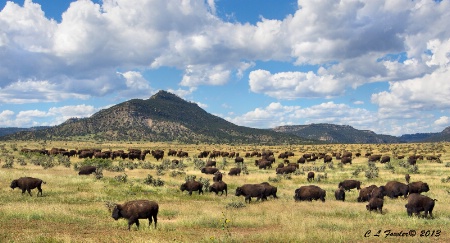 Thundering Herd