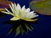 Lilly