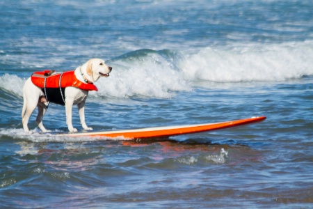 Surf Dog