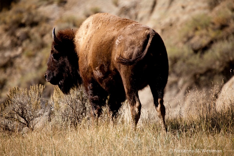 Badlands buffalo - ID: 14142202 © Roxanne M. Westman