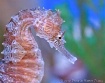 Tiny Seahorse 