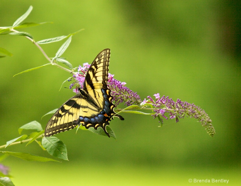 Butterfly Bush Beauty
